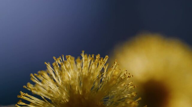 macro shot of yellow mimosa flowers on a sunny day, with blue sky in the background, lot of bokeh