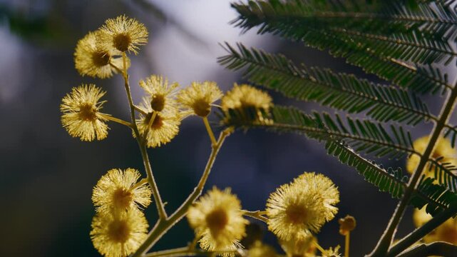 handheld close shot of yellow mimosa flowers on a sunny day, with blue sky in the background, lot of bokeh