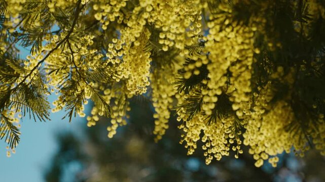close shot of yellow mimosa flowers on a sunny day, with blue sky in the background with shallow depth of field