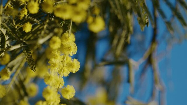 close shot of yellow mimosa flowers on a sunny day, with clear blue sky in the background