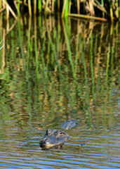 An Alligator at Anahuac National Wildlife Refuge, Texas