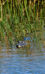 Alligator at Anahuac National Wildlife Refuge, Texas