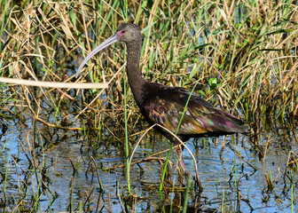 Juvenile American White Ibis