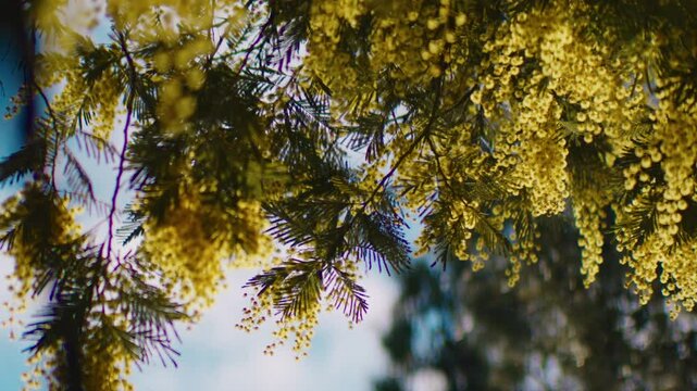 close shot of yellow mimosa flowers on a sunny day, with blue sky in the background, lot of bokeh