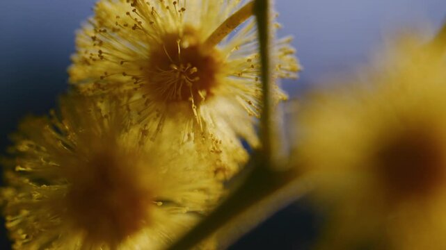macro shot of yellow mimosa flowers on a sunny day, with blue sky in the background, bokeh