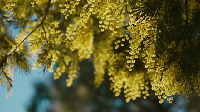 close shot of yellow mimosa flowers on a sunny day, with blue sky in the background, lot of bokeh