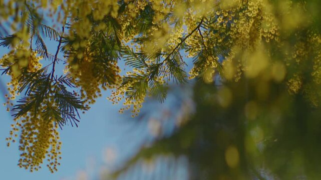 paning close shot of yellow mimosa flowers on a sunny day, with blue sky in the background, lot of bokeh