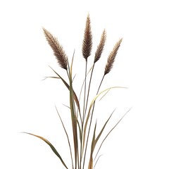 Pampas grass isolated on white background.