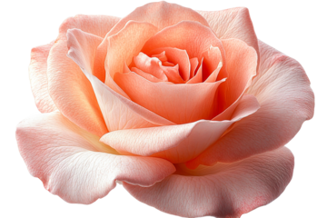 Beautiful peach rose flower in full bloom