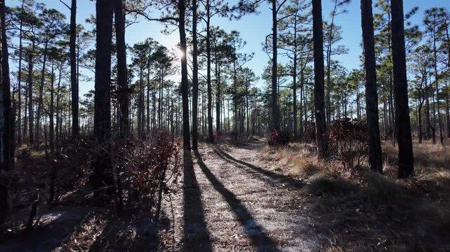 Walking on a path through a long leaf pine forest, into the sun.