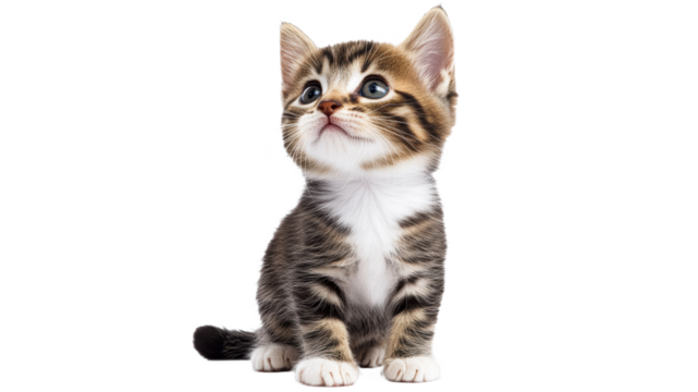 Adorable kitten looking up with curious expression