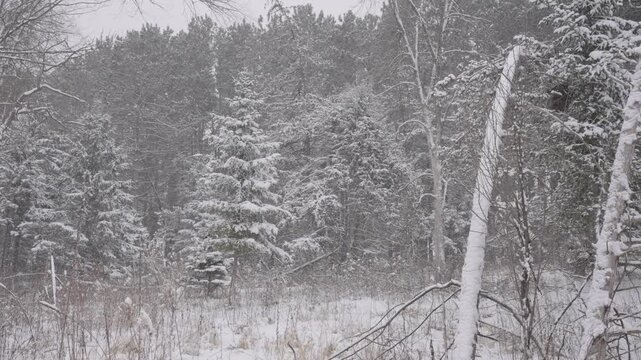 Snowy forest scene in Minnesota, trees covered in snow during a winter storm