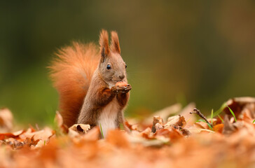 Red squirrel ( Sciurus vulgaris ) close up