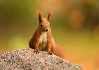 Red squirrel ( Sciurus vulgaris ) close up