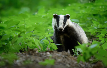 Badger close up ( Meles meles )