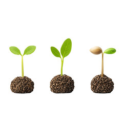 Growth Stages of Green Seedlings Emerging from Soil Granules