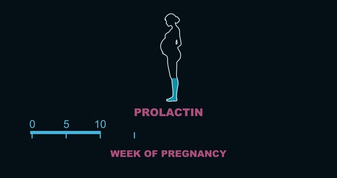 Measuring scale in the shape of a woman showing changes in hormone prolactin levels during pregnancy. Animated time line