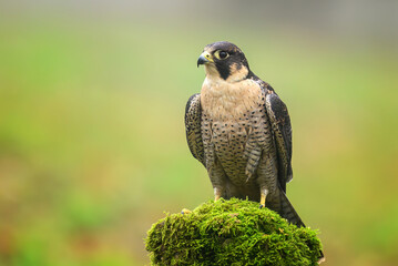 Peregrine Falcon ( Falco peregrinus )  close up