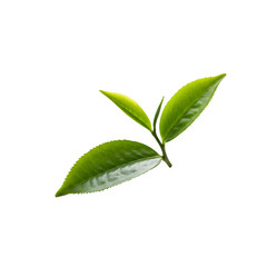 Obraz premium Green tea leaf displayed on a clean white background. PNG