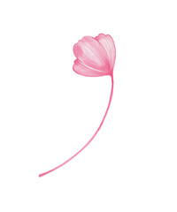 Pink Watercolor Flower Clipart – Hand-Painted Botanical Illustration