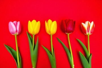Fototapeta premium Red background five different colored tulips long stems green leaves