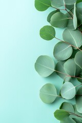 Obraz premium Eucalyptus leaves on a soft mint background.