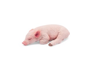 miniature toy piglet sleeping on a white background