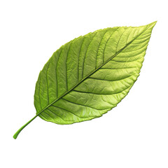 Obraz premium Detailed Close-up of a Vibrant Green Leaf on transparent background 