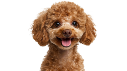 Happy brown poodle with curly fur and bright eyes