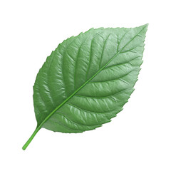 Obraz premium Detailed Close-up of a Vibrant Green Leaf on transparent background 