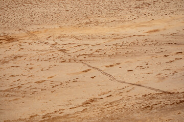 Aerial photograph of camels tracks in the red sandy desert of Lake Eyre-Kati Thanda following the arrival of water.