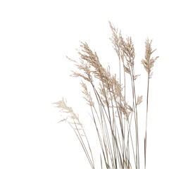 Elegant Beige Pampas Grass Nature Botanical Design Art Dry Reed Wild Life Stem Leaf Plant 