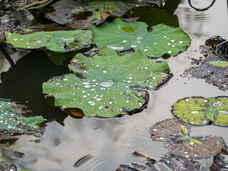 Lily pads floating in tranquil pond nature scene water environment close-up view serenity concept