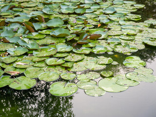 Lily pads floating gracefully in tranquil pond nature scene calm water reflection