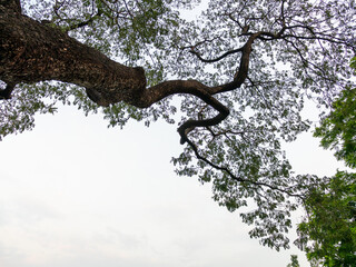 Serene tree branches stretching overhead nature scene urban environment peaceful viewpoint