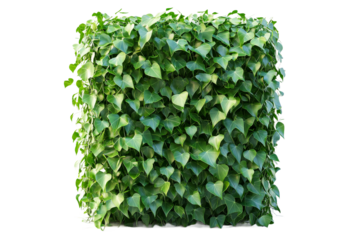 Green ivy wall showcasing lush foliage and texture