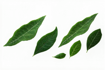 High-Quality 3D Render of Green Leaves Floating in Air
