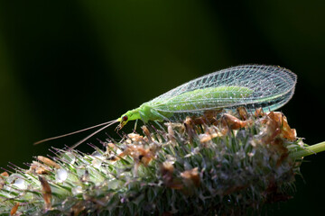 Common green lacewing, Chrysoperla carnea, beneficial predator of aphids