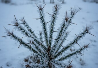 Frost-covered thorny madagascar ocotillo in a snowy landscape, showcasing winter beauty and resilience