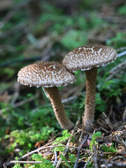 Inocybe hystrix, commonly known as scaly fibrecap, wild mushroom from Finland