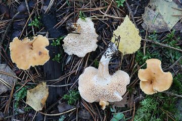 Hydnum umbilicatum, commonly known as sweet tooth mushroom or depressed hedgehog, tooth fungus from Finland