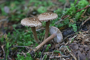 Inocybe hystrix, commonly known as scaly fibrecap, wild mushroom from Finland