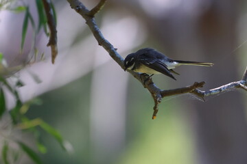 australian songbird