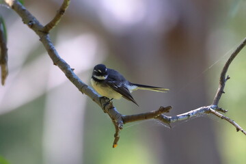 australian songbird