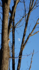 The branches silhouette view with the sky as background
