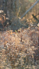 The forest landscape with the bold branches in winter