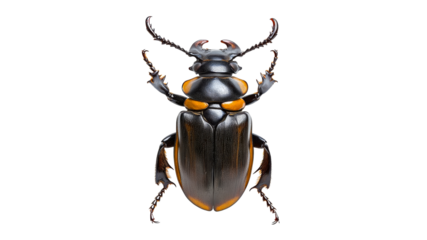 Rare black and orange beetle photographed closely