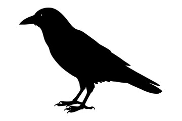 Fototapeta premium crow on a white background