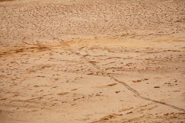 Aerial photograph of camels tracks in the red sandy desert of Lake Eyre-Kati Thanda following the arrival of water.