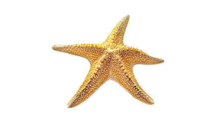 Starfish resting on a white surface